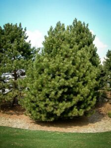 Сосна Чёрная (Pinus Nigra) купить по цене от 270.00р. в интернет-магазине «Посадика» с доставкой почтой в в Рошалье и по всей России – [изображение №1].