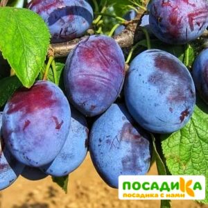 Слива Чачакская ранняя купить по цене от 229.00р. в интернет-магазине «Посадика» с доставкой почтой в в Рошалье и по всей России – [изображение №1].