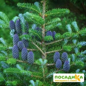 Пихта корейская (Abies koreana) купить по цене от 450.00р. в интернет-магазине «Посадика» с доставкой почтой в в Рошалье и по всей России – [изображение №1].