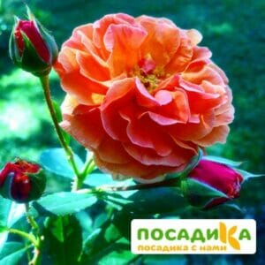 Роза Арабия купить по цене от 350.00р. в интернет-магазине «Посадика» с доставкой почтой в в Рошалье и по всей России – [изображение №1].