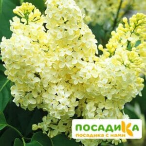 Сирень Примроуз (Primrose) купить по цене от 529.00р. в интернет-магазине «Посадика» с доставкой почтой в в Рошалье и по всей России – [изображение №1].