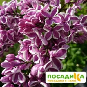 Сирень Сенсация купить по цене от 529.00р. в интернет-магазине «Посадика» с доставкой почтой в в Рошалье и по всей России – [изображение №1].