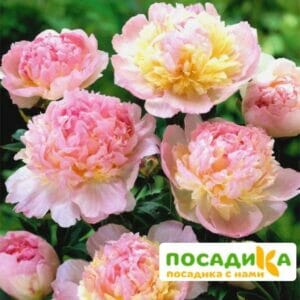 Пион Распберри Сандей (Paeonia Raspberry Sundae) купить по цене от 959р. в интернет-магазине «Посадика» с доставкой почтой в в Рошалье и по всей России – [изображение №1].