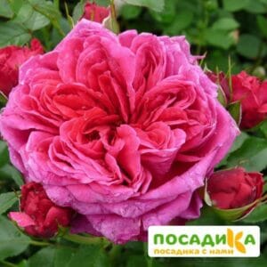 Шраб Роза Соул купить по цене от 390.00р. в интернет-магазине «Посадика» с доставкой почтой в в Рошалье и по всей России – [изображение №1].
