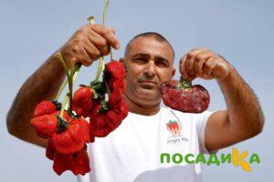 Клубника Гигант Джорнея купить по цене от 266р. в интернет-магазине «Посадика» с доставкой почтой в в Рошалье и по всей России – [изображение №1].