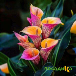 Калла Оникс купить по цене от 450р. в интернет-магазине «Посадика» с доставкой почтой в в Рошалье и по всей России – [изображение №1].