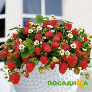 Клубника Рубиновый Шепот (горшечная) купить по цене от 240р. в интернет-магазине «Посадика» с доставкой почтой в в Рошалье и по всей России – [изображение №1].