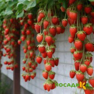 Клубника вьющаяся Комплимент купить по цене от 470р. в интернет-магазине «Посадика» с доставкой почтой в в Рошалье и по всей России – [изображение №1].