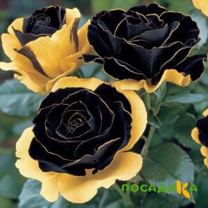 Роза Ханни Сикл купить по цене от 700р. в интернет-магазине «Посадика» с доставкой почтой в в Рошалье и по всей России – [изображение №1].