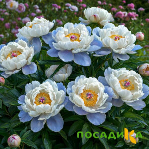 Пион акварельный Этюд купить по цене от 806р. в интернет-магазине «Посадика» с доставкой почтой в в Рошалье и по всей России – [изображение №1].