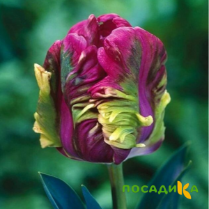 Тюльпан Экзотик Хэвен купить по цене от 186р. в интернет-магазине «Посадика» с доставкой почтой в в Рошалье и по всей России – [изображение №1].