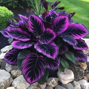 Хоста Люминоза купить по цене от 450р. в интернет-магазине «Посадика» с доставкой почтой в в Рошалье и по всей России – [изображение №1].