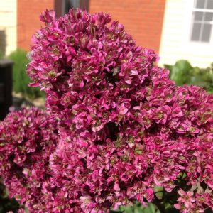 Флокс Филингс купить по цене от 329р. в интернет-магазине «Посадика» с доставкой почтой в в Рошалье и по всей России – [изображение №1].