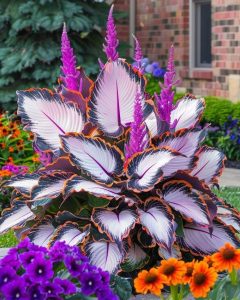 Хоста Кримэн Дрим купить по цене от 549р. в интернет-магазине «Посадика» с доставкой почтой в в Рошалье и по всей России – [изображение №1].