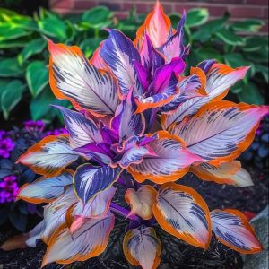 Хоста Эмеральд Тиара купить по цене от 602р. в интернет-магазине «Посадика» с доставкой почтой в в Рошалье и по всей России – [изображение №1].