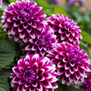 Георгин Кристал Корт купить по цене от 602р. в интернет-магазине «Посадика» с доставкой почтой в в Рошалье и по всей России – [изображение №1].