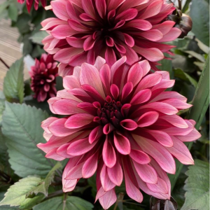 Георгин Перли Сансет купить по цене от 309р. в интернет-магазине «Посадика» с доставкой почтой в в Рошалье и по всей России – [изображение №1].