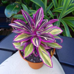 Хоста Сильвер Стик купить по цене от 650р. в интернет-магазине «Посадика» с доставкой почтой в в Рошалье и по всей России – [изображение №1].