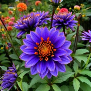 Георгин Лазурит купить по цене от 799р. в интернет-магазине «Посадика» с доставкой почтой в в Рошалье и по всей России – [изображение №1].