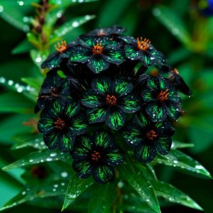 Флокс Ривьера купить по цене от 299р. в интернет-магазине «Посадика» с доставкой почтой в в Рошалье и по всей России – [изображение №1].