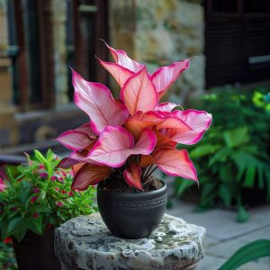 Хоста Розовая Симфония купить по цене от 800р. в интернет-магазине «Посадика» с доставкой почтой в в Рошалье и по всей России – [изображение №1].