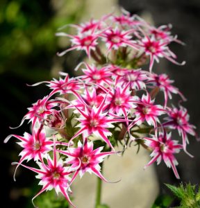 Флокс Метельчатый Путь купить по цене от 456р. в интернет-магазине «Посадика» с доставкой почтой в в Рошалье и по всей России – [изображение №1].