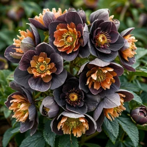 Морозник Блум Айс купить по цене от 499р. в интернет-магазине «Посадика» с доставкой почтой в в Рошалье и по всей России – [изображение №1].