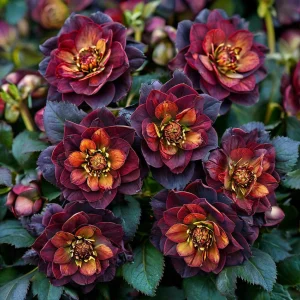 Морозник Сноу Дроп купить по цене от 348р. в интернет-магазине «Посадика» с доставкой почтой в в Рошалье и по всей России – [изображение №1].