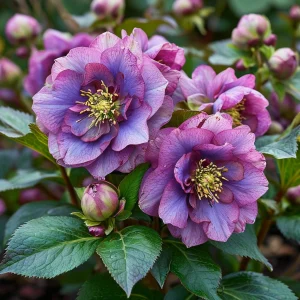 Морозник Айс Принцесс Чарм купить по цене от 650р. в интернет-магазине «Посадика» с доставкой почтой в в Рошалье и по всей России – [изображение №1].