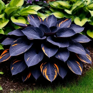 Хоста Умбра купить по цене от 349р. в интернет-магазине «Посадика» с доставкой почтой в в Рошалье и по всей России – [изображение №1].