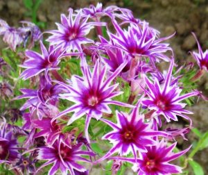 Флокс Звездное Кружево купить по цене от 361р. в интернет-магазине «Посадика» с доставкой почтой в в Рошалье и по всей России – [изображение №1].