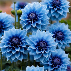 Георгин Вижапе купить по цене от 699р. в интернет-магазине «Посадика» с доставкой почтой в в Рошалье и по всей России – [изображение №1].