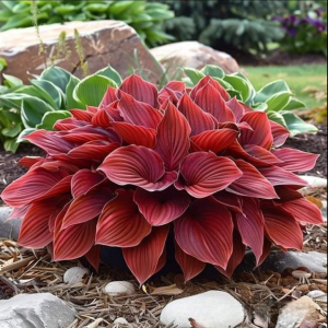 Хоста Малыш Шедевр купить по цене от 421р. в интернет-магазине «Посадика» с доставкой почтой в в Рошалье и по всей России – [изображение №1].