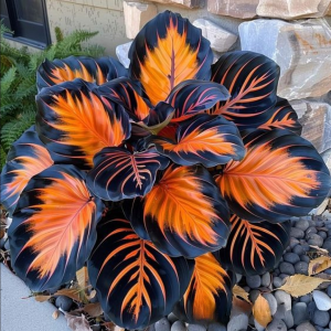 Хоста Сикрет Форест купить по цене от 601р. в интернет-магазине «Посадика» с доставкой почтой в в Рошалье и по всей России – [изображение №1].