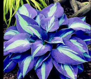 Хоста Аурелия купить по цене от 450р. в интернет-магазине «Посадика» с доставкой почтой в в Рошалье и по всей России – [изображение №1].